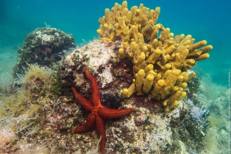 Vrsar: Try out diving including full equipment - The Ins and Outs of the Vrsar Diving Experience