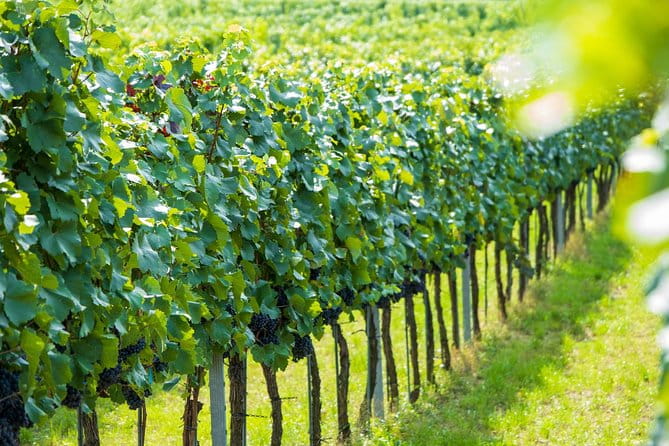 Wachau Valley Kayak & Wine Tour - The Sum Up