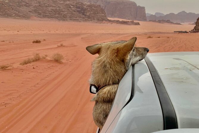 Wadi Rum Cave Camping With Jeep Tour - Confirmation and Accessibility