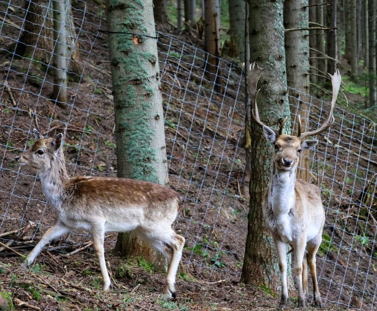 Waksmund: Admission ticket to Brama w Gorce - Final thoughts