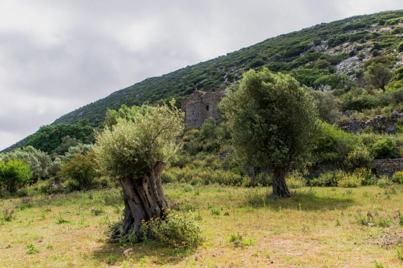 Walk among the olive trees (Small group experience) - Key points / Takeaways