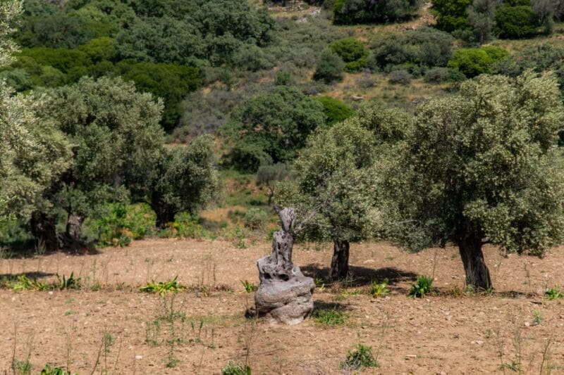 Walk among the olive trees (Small group experience) - Visiting the Temple of Dimitra: A Cultural Highlight