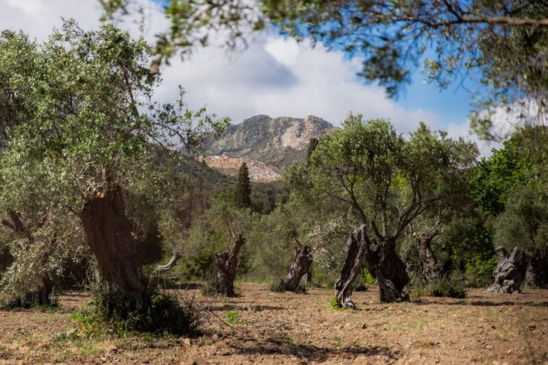 Walk among the olive trees (Small group experience) - Final Thoughts: A Genuine Taste of Greek Nature and Mythology