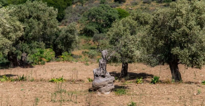 Walk among the olive trees (Small group experience) - FAQs