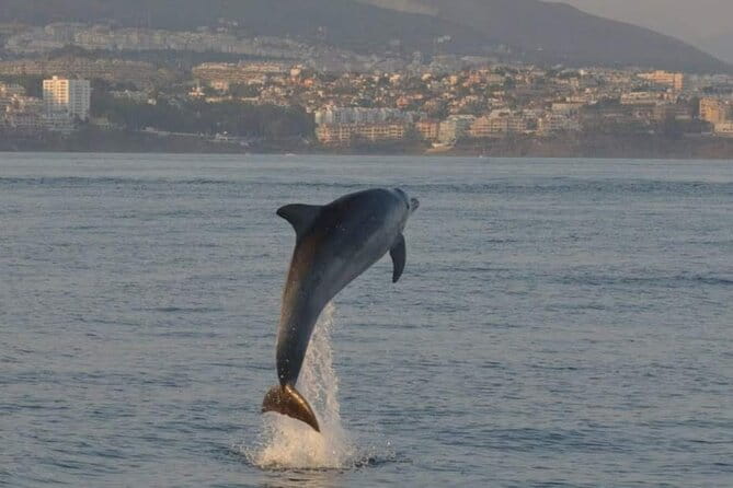 Walk and dolphin watching in Fuengirola + 1 drink - The Bonus: A Free Drink and Scenic Views