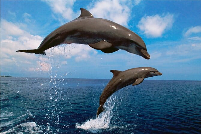 Walk and dolphin watching in Fuengirola + 1 drink - The Realities of Wildlife Watching