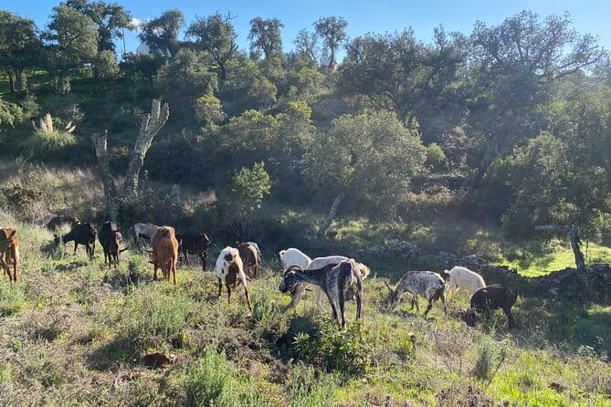 Walk in the Hills with Goat Herder-Local Honey, Wine and Cheese Tasting - Key Points / Takeaways