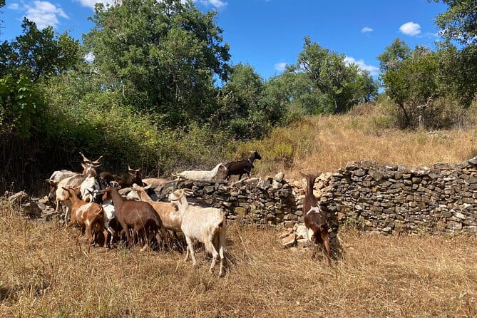 Walk in the Hills with Goat Herder-Local Honey, Wine and Cheese Tasting - The Experience in Detail