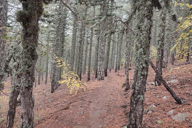 Walk on Artemis trail and in Old Kakopetria - Key points / Takeaways