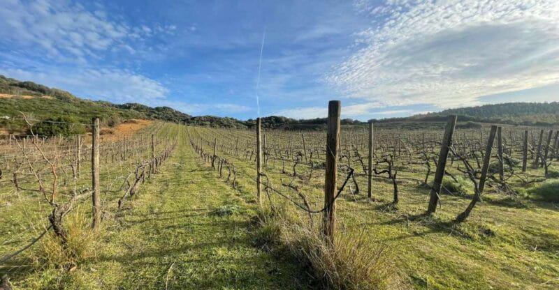 Walk through our vineyard and aperitif - Is It Worth the Price?