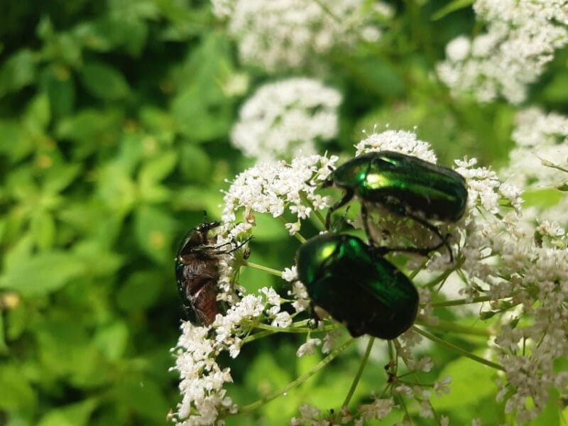 Walk to recent and aged spiritual sanctuaries near Budapest - Practical Tips for Travelers