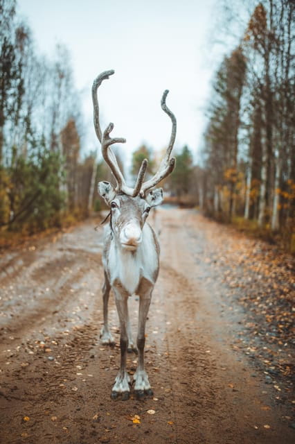 Walk with Reindeer - FAQ