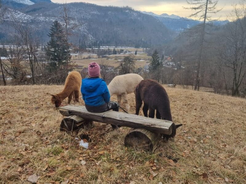 Walking with alpacas - Domaija Loncnar - Bohinj - Key points to remember about walking with alpacas in Bohinj