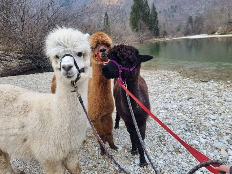 Walking with alpacas - Domaija Loncnar - Bohinj - A detailed look at what to expect from your alpaca walk in Bohinj