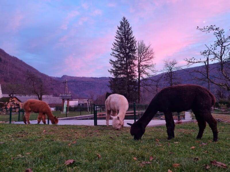 Walking with alpacas - Domaija Loncnar - Bohinj - Practical tips for your alpaca walk