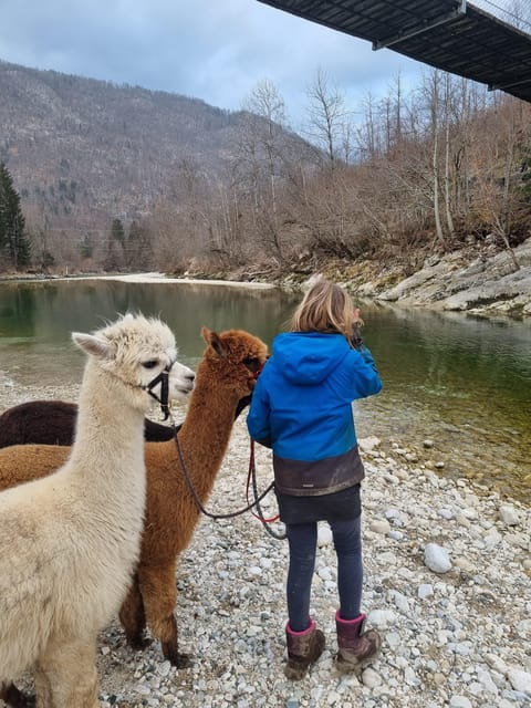 Walking with alpacas - Domaija Loncnar - Bohinj - Frequently Asked Questions