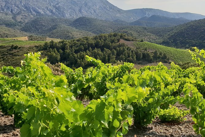 Walks in the Heart of the Secret Vineyards Around Collioure, Tastings - Discovering Secret Vineyards