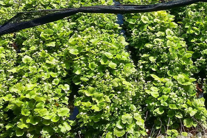 Wasabi Farm Walking Tour & Lunch - Guided Insights Into Wasabi Production