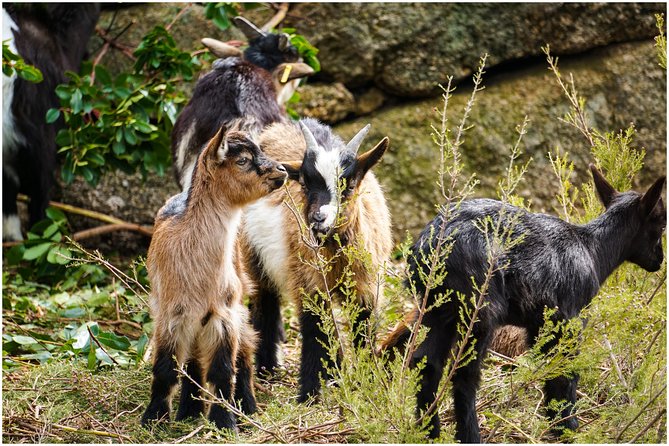 Waterfall, Lagoon and Old Village in Peneda-Gerês National Park - About the Local Guide