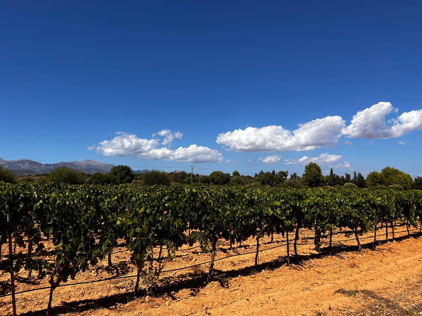 Weinsonntag on Mallorca Translates to 'Wine Sunday in Mallorca.' - Important Information