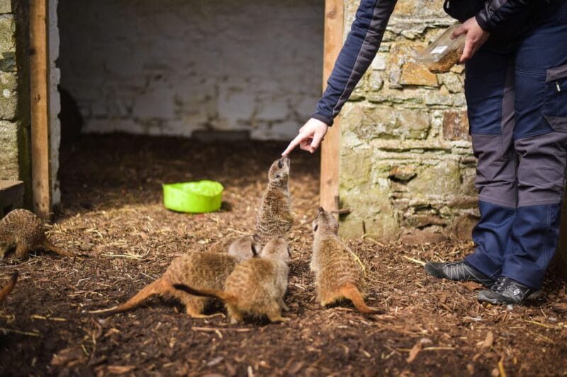 Wells House, Co Wexford: Entry, Picnic & Meerkat fun - Exploring Wells House and Gardens: A Detailed Review