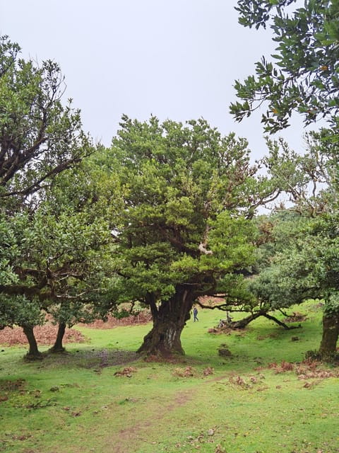 West: 4x4 Tour | Seixal Beach | Porto Moniz Natural Pools | - Diving into the Itinerary: From Mountains to Coast