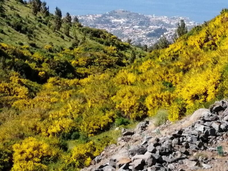 West Madeira:, Laurel Forest, Waterfall, Rock Pools, Walk - Porto Moniz’s Volcanic Rock Pools and Lunch