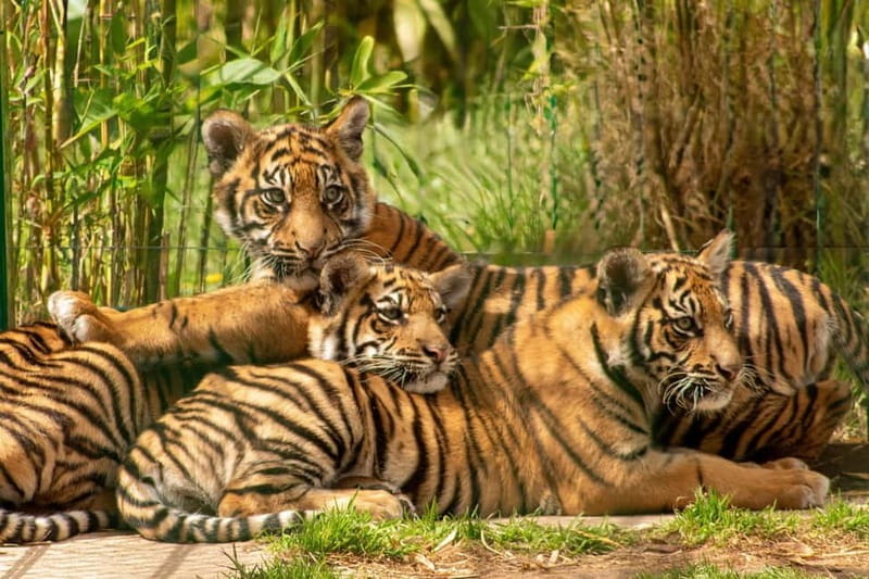 West Midlands Safari Park: Day Admission Ticket - Entering the Park: The Practicalities of Access