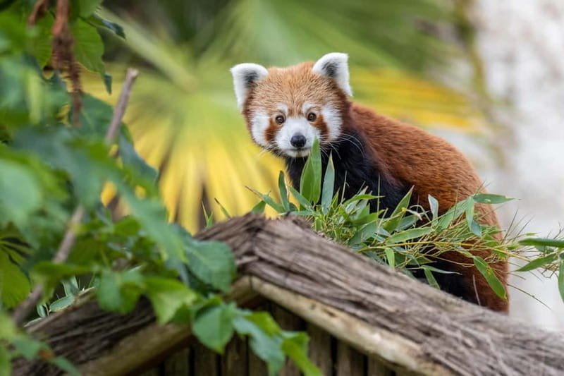 West Midlands Safari Park: Day Admission Ticket - Who Will Get the Most Out of This Visit?