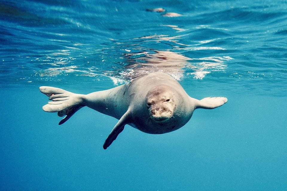 West Oahu: Dolphin Watching and Snorkeling Catamaran Cruise - Restrictions and Considerations