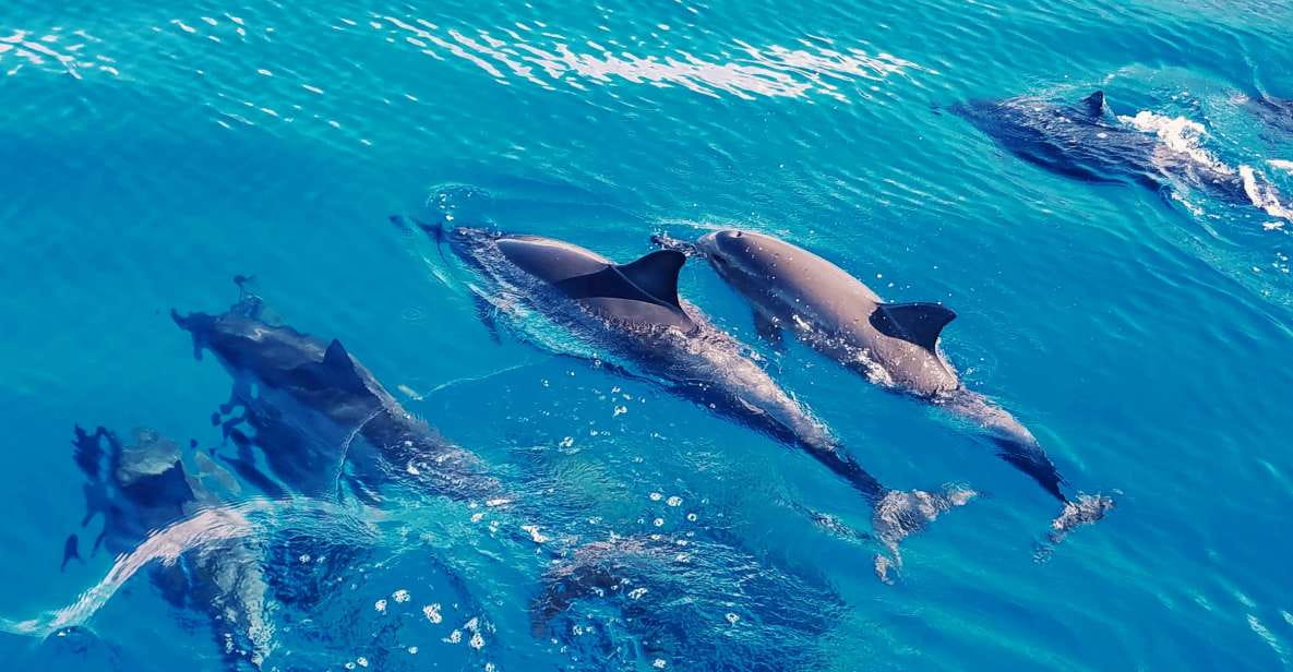 West Oahu: Swim With Dolphins Catamaran Cruise - Key Points