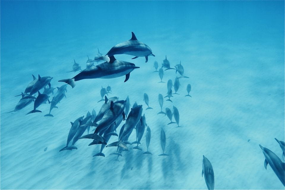 West Oahu: Swim With Dolphins Catamaran Cruise - Inclusions
