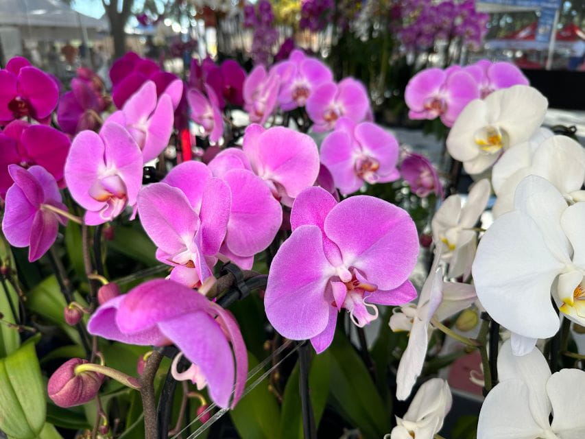 West Palm Beach: Mornings in the Market Food Tour - Guided Tour Details