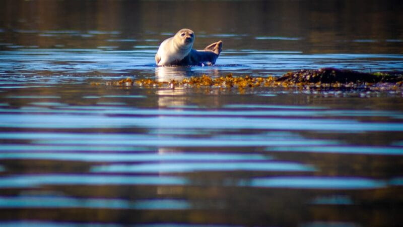 West Sweden: Paddle with seals - Who This Tour Is Best For