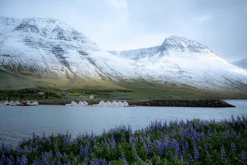Westfjords Express Half-Day Tour from Ísafjörður - The Sum Up: A Compact, Authentic Westfjords Adventure