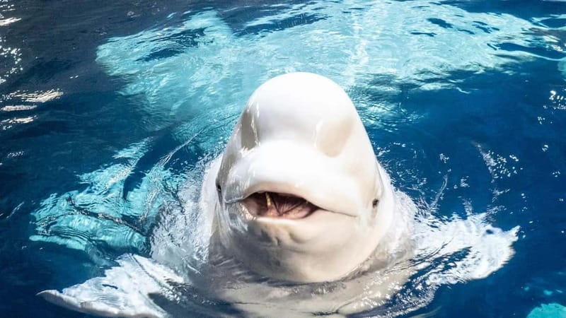 Westman Islands (Vestmannaeyjar) Private Day Tour - Discovering the Westman Islands: A Full Breakdown