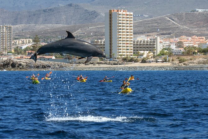 Whale and Dolphin Watching EcoAdventure in Tenerife - Meeting Point and Pickup
