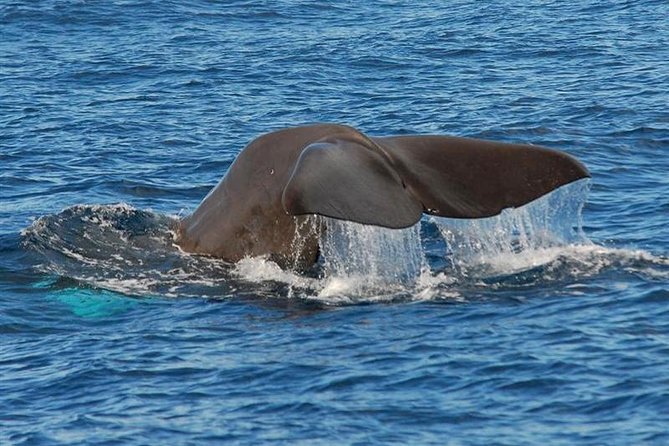 Whale and Dolphin Watching in Calheta, Madeira Island - Whats Included in the Experience