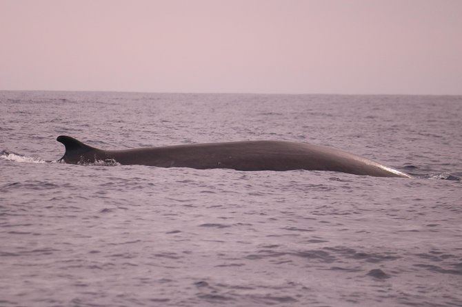 Whale and Dolphin Watching in Calheta, Madeira Island - Highlights of the Boat Tour
