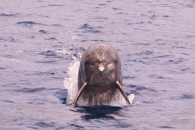 Whale and Dolphin Watching in Calheta, Madeira Island - Expert Crew and Local Guides