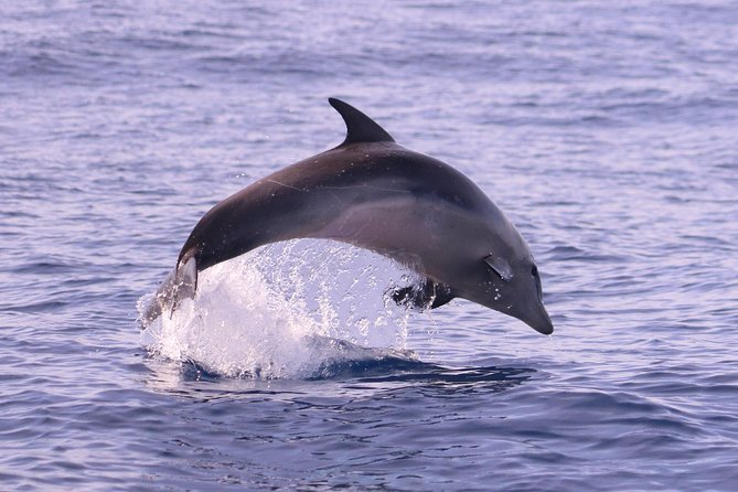 Whale and Dolphin Watching in Calheta, Madeira Island - Small Group for Personalized Experience