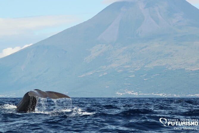 Whale and dolphin watching in Pico Island - An Honest Look at Whale and Dolphin Watching in Pico