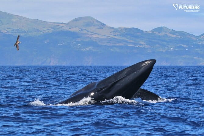 Whale and dolphin watching in Pico Island - Why This Tour Offers Good Value