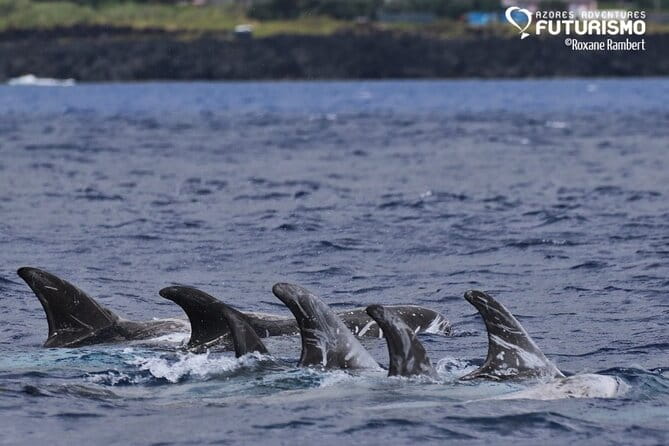 Whale and dolphin watching in Pico Island - Final Thoughts