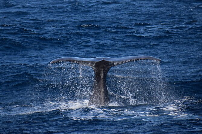 Whale and dolphin watching in Pico Island - FAQ