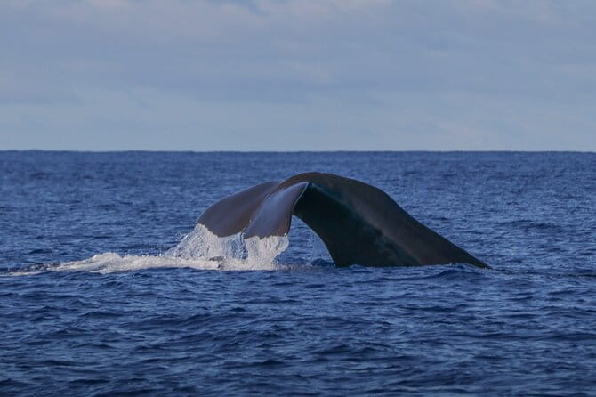 Whale and Dolphin Watching in Terceira Island - Whale and Dolphin Watching in Terceira Island – A Genuine Marine Adventure