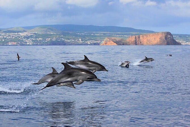 Whale and Dolphin Watching in Terceira Island - Key Points