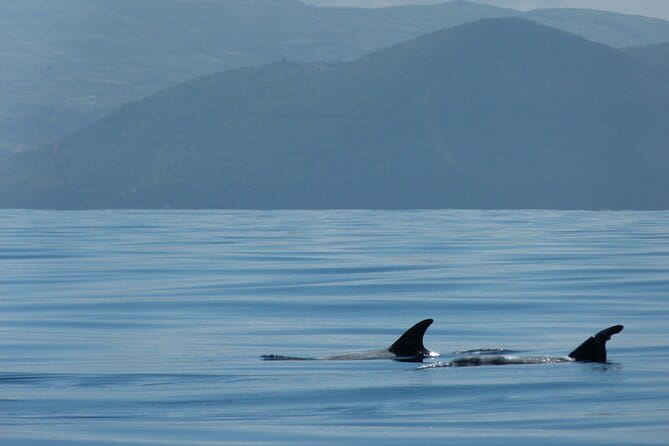 Whale and Dolphin Watching in Terceira Island - Final Thoughts