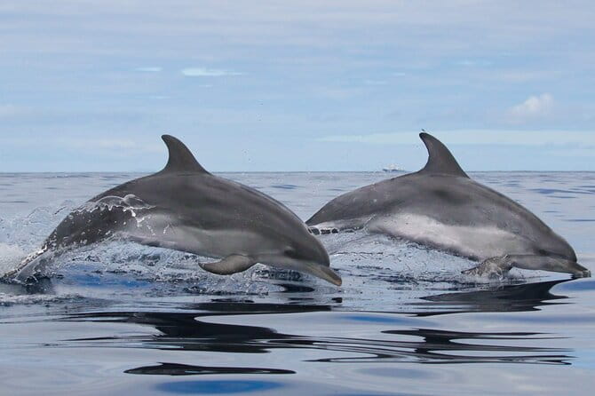 Whale and Dolphin Watching in Terceira Island - FAQ