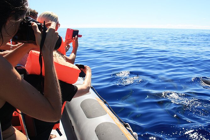 Whale and Dolphin Watching Tour From Funchal - Cancellation Policy